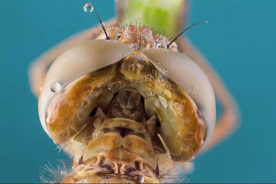 david chambon: macro fotografias