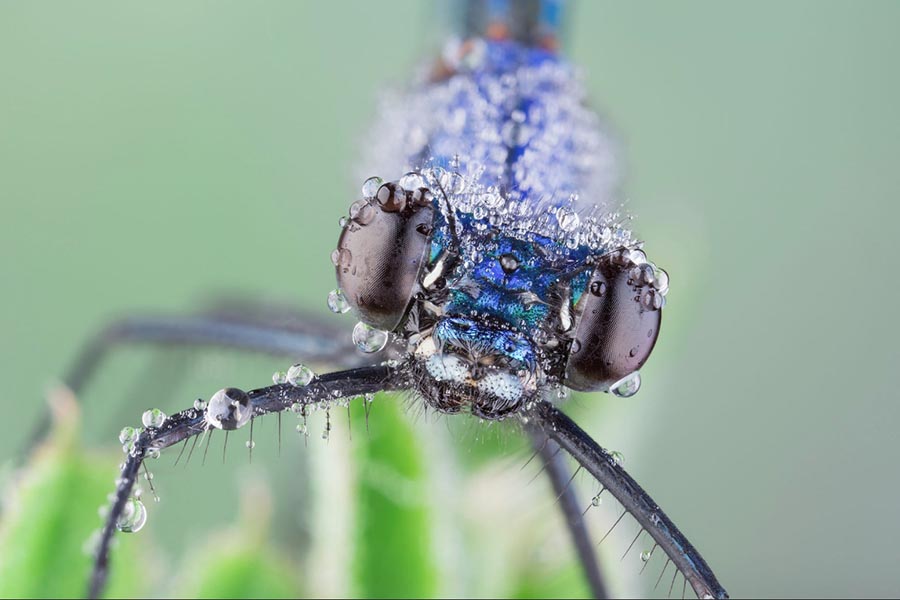 david chambon: macro fotografias