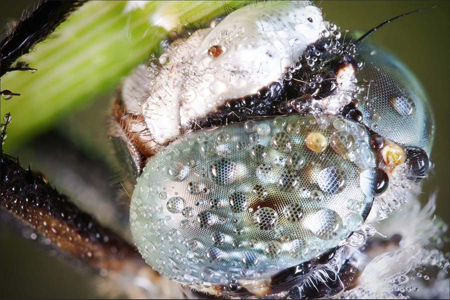 david chambon: macro fotografias