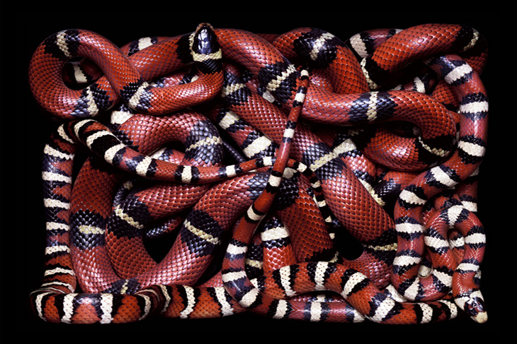 Snakes – Guido Mocafico