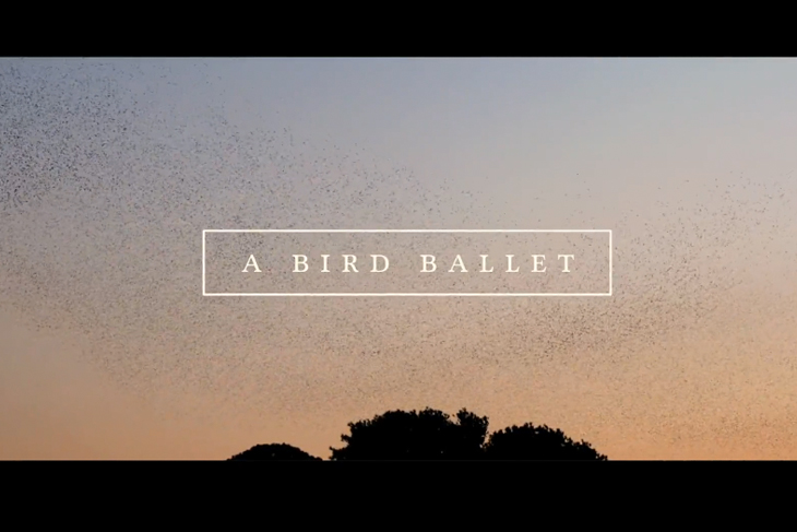 Ballet de pássaros
