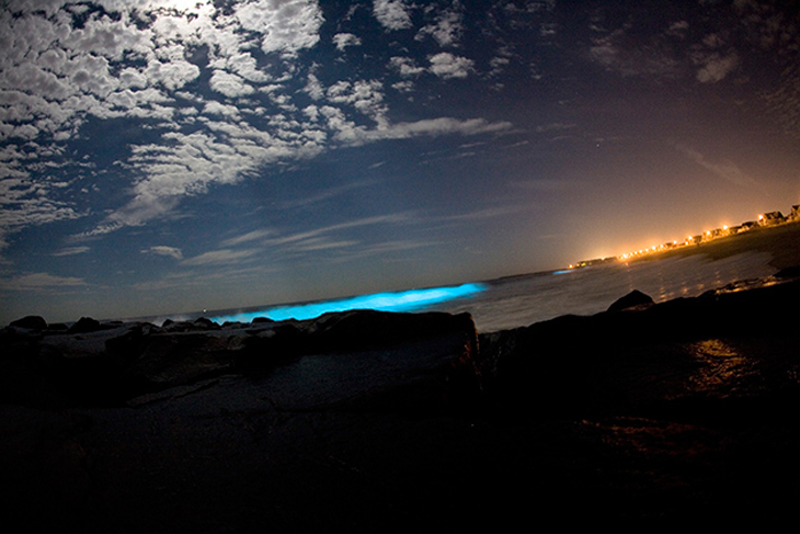 bioluminescencia_unleashed.org_.au_