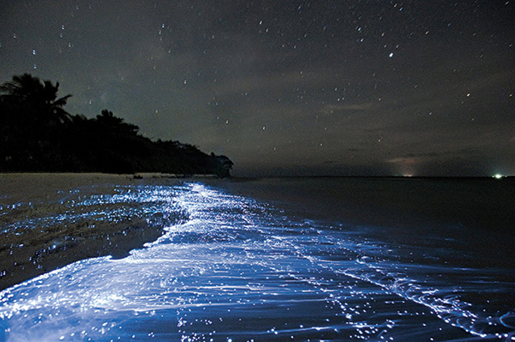 O impressionante efeito da bioluminescência