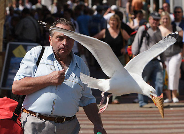 perfectly-timed-photos-19