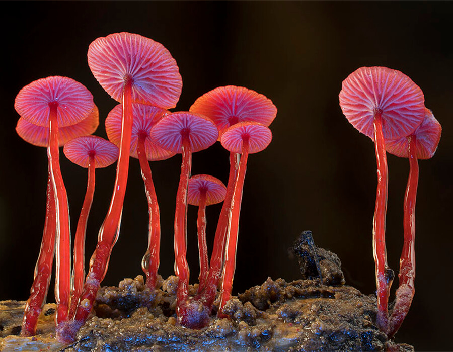 É de arrepiar! Cogumelos e fungos por Steve Axford