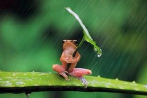 sad-frog-rain-leaf-umbrella-13693287192
