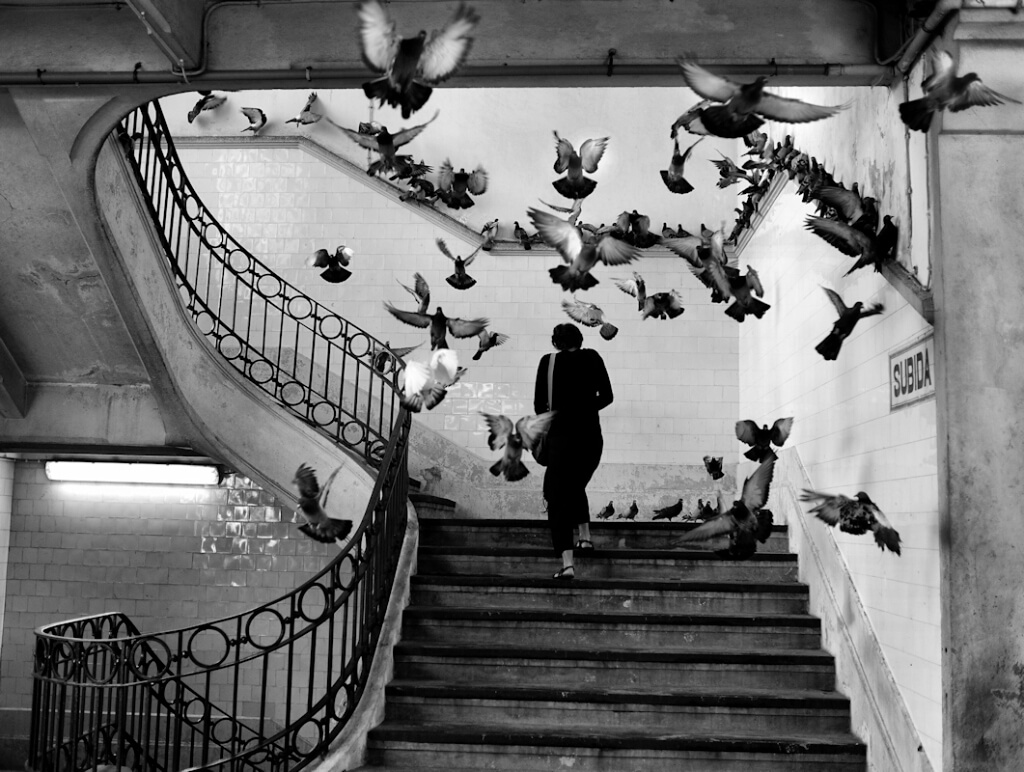 Pássaros numa escadaria