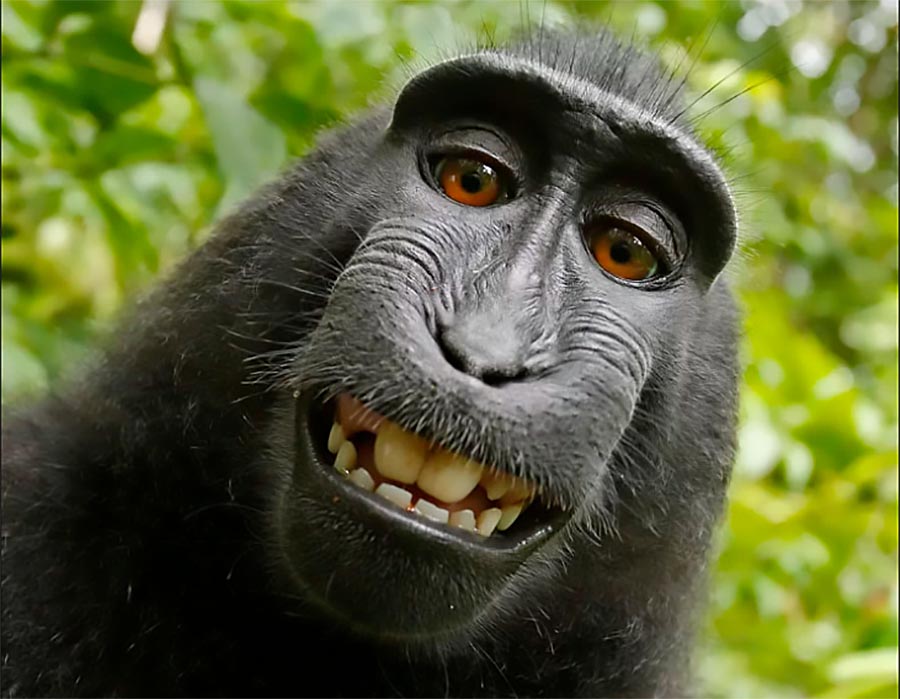 O macaco é o dono desta foto segundo a PETA. Veja o porquê.