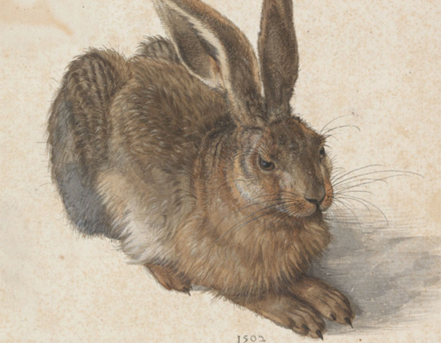 A Young Hare de Durer