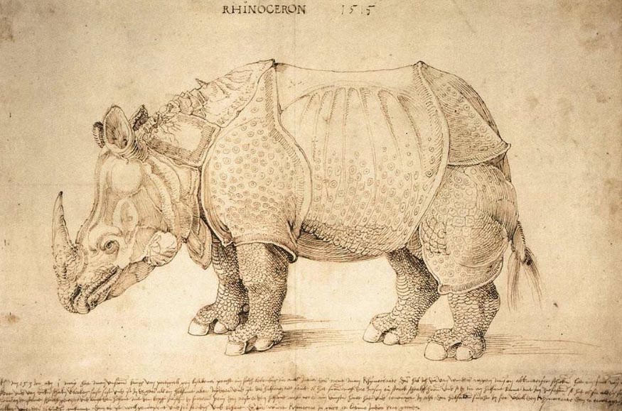 Rinoceronte de Albrecht Dürer (1515)