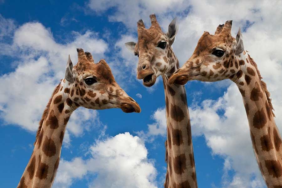 três girafas juntas, Sponchia : Como ajudar um artista