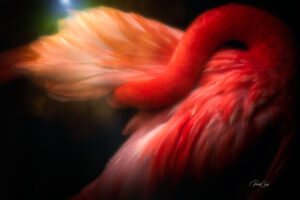 _2018 Flamingo Preening - Paulo Crus