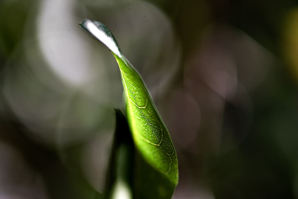Luzia Melo - Let it Green I