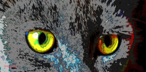 Olho do Gato - Almir Lima