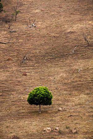 017_Resta uma árvore I - Guilherme Bergamini