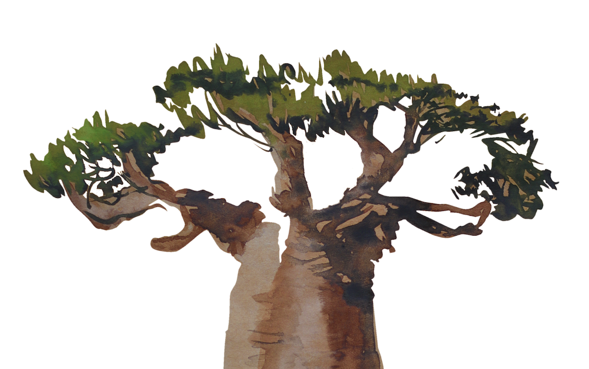Exposição coletiva “Baobá no Asfalto” reúne 14 artistas na Sé Galeria
