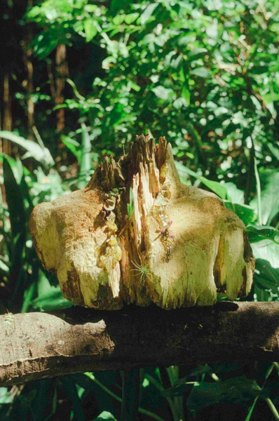 Prêmio PIPA Online 2025